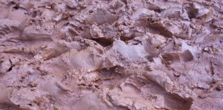 Kto sporządza projekt budżetu?