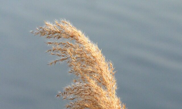 Czym różnią się wydatki bieżące od wydatków majątkowych?