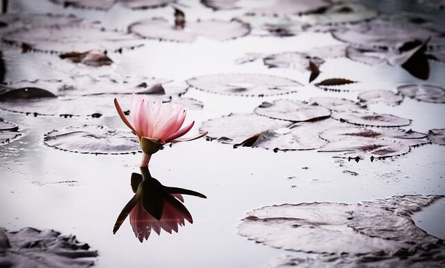 Jakie dotacje może otrzymać samorządowy zakład budżetowy? Jakie dotacje może otrzymać samorządowy zakład budżetowy?