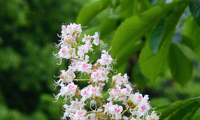 Czy C2 zwalnia z matury?