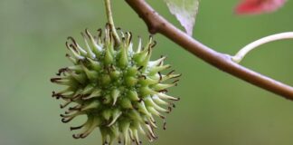 Czy będzie likwidacja Karty Nauczyciela?