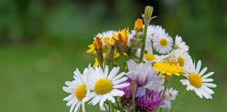 Co to jest Wild Card?