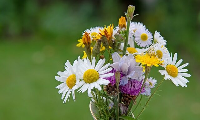 Co to jest Wild Card?