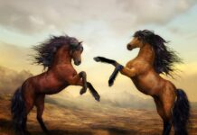 Kim jest cyfrowy nomada?