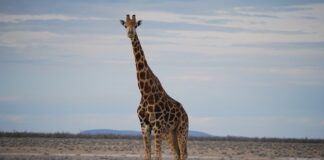 Czym jest prognozowanie gospodarcze? Czym jest prognozowanie gospodarcze?