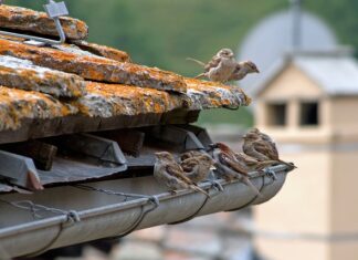 Co jeśli nie zdam CAE?