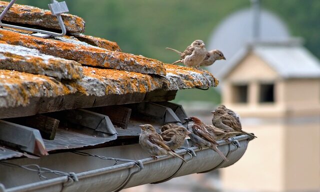 Co jeśli nie zdam CAE?
