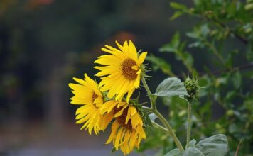 Ile to 30 tys brutto?