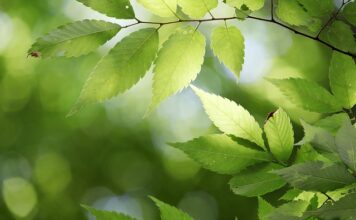 Skąd państwo ma pieniądze?