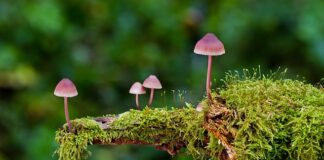 Jakie są rodzaje prognoz?