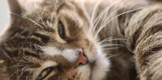 Jak prowadzić domowy budżet? Jak prowadzić domowy budżet?