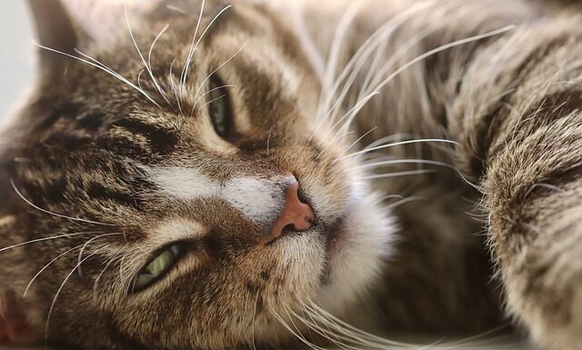 Jak prowadzić domowy budżet?