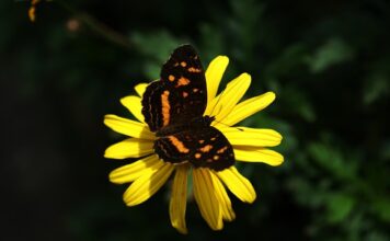 Co to jest sektor 3?