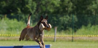 Kto odpowiada za uzyskanie certyfikatu CE?
