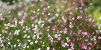 Na czym polega certyfikacja Breeam?