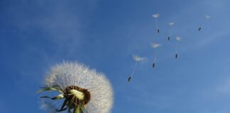 Kto reprezentuje zakład budżetowy?